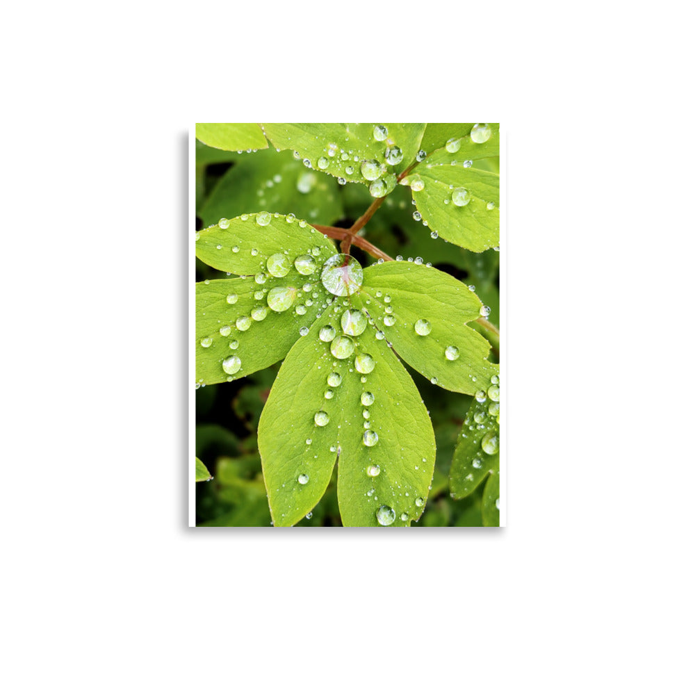 Close-up photograph of green leaves covered in raindrops.