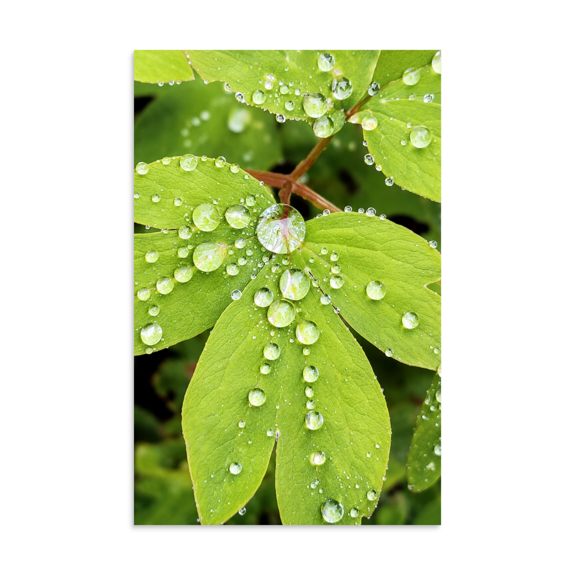Close-up photograph of green leaves covered in raindrops.