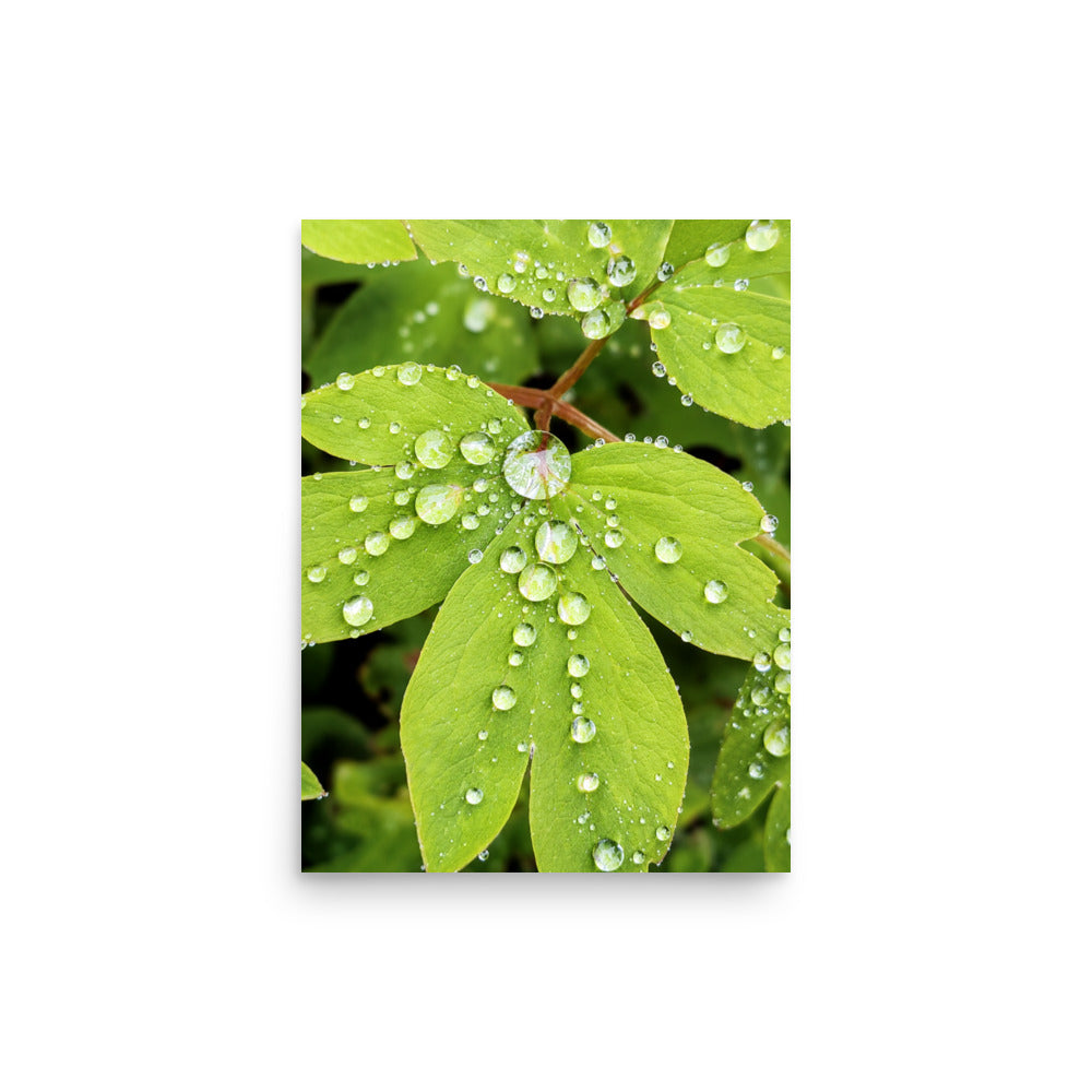 Close-up photograph of green leaves covered in raindrops.