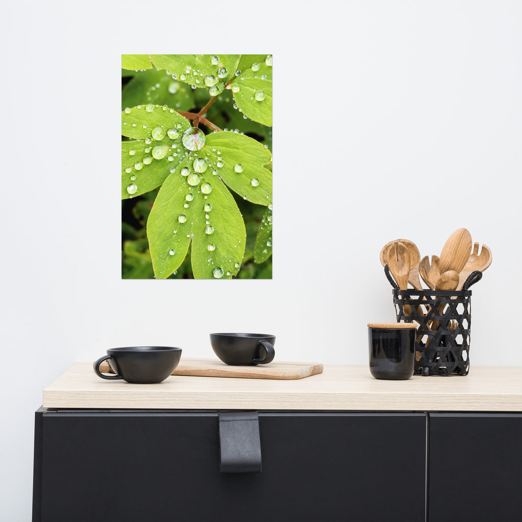 "After the Rain" poster featuring water droplets on green leaves dislayed above a kitchen counter.