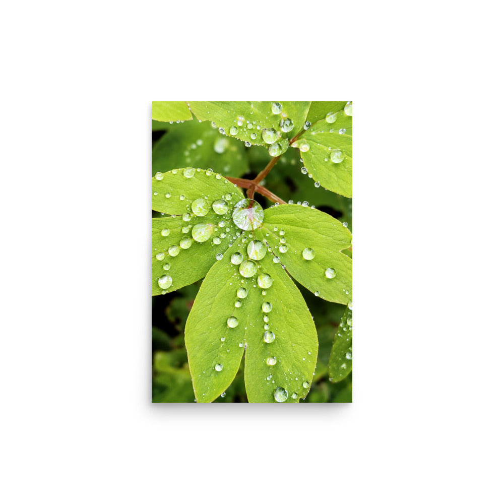 Close-up photograph of green leaves covered in raindrops.