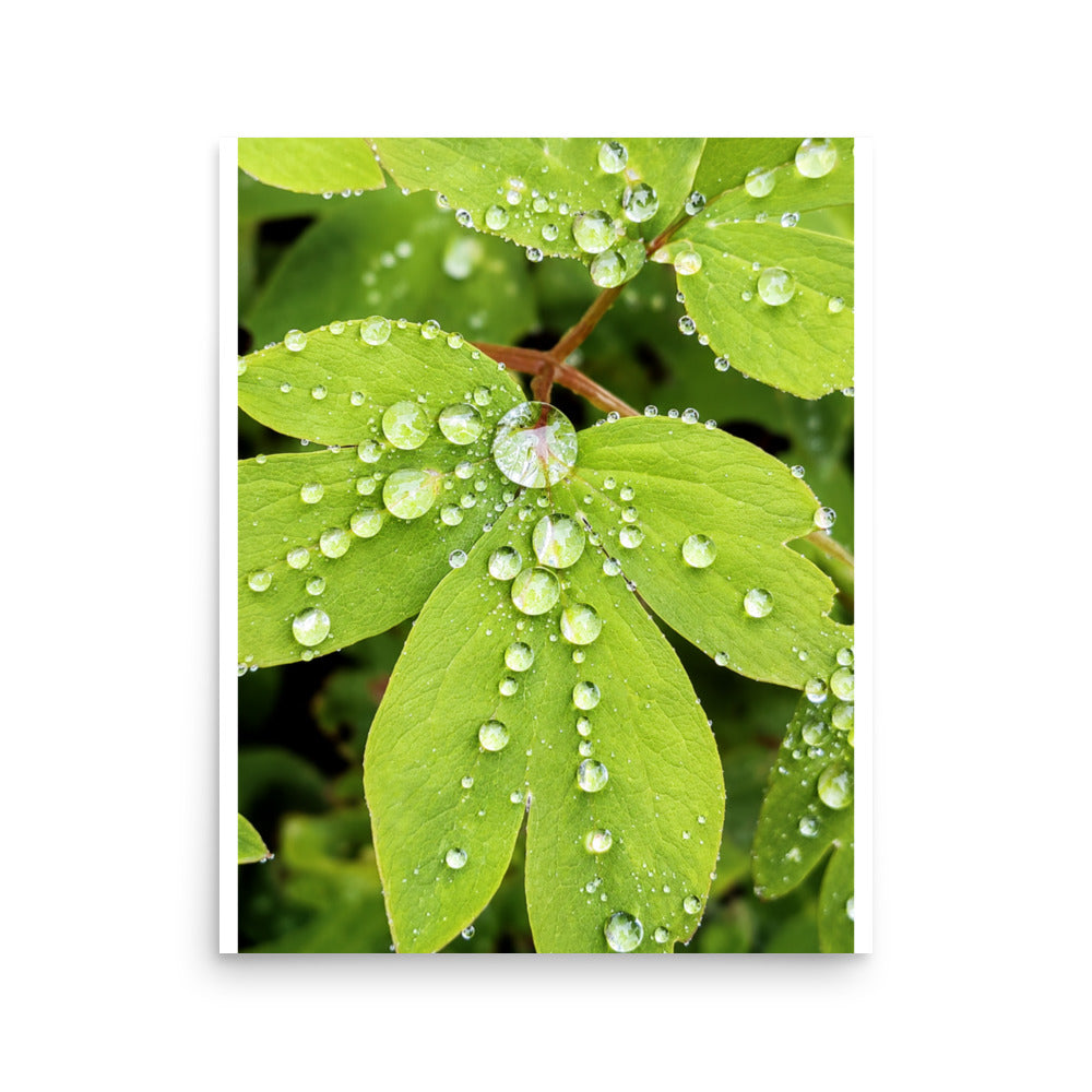 Close-up photograph of green leaves covered in raindrops.