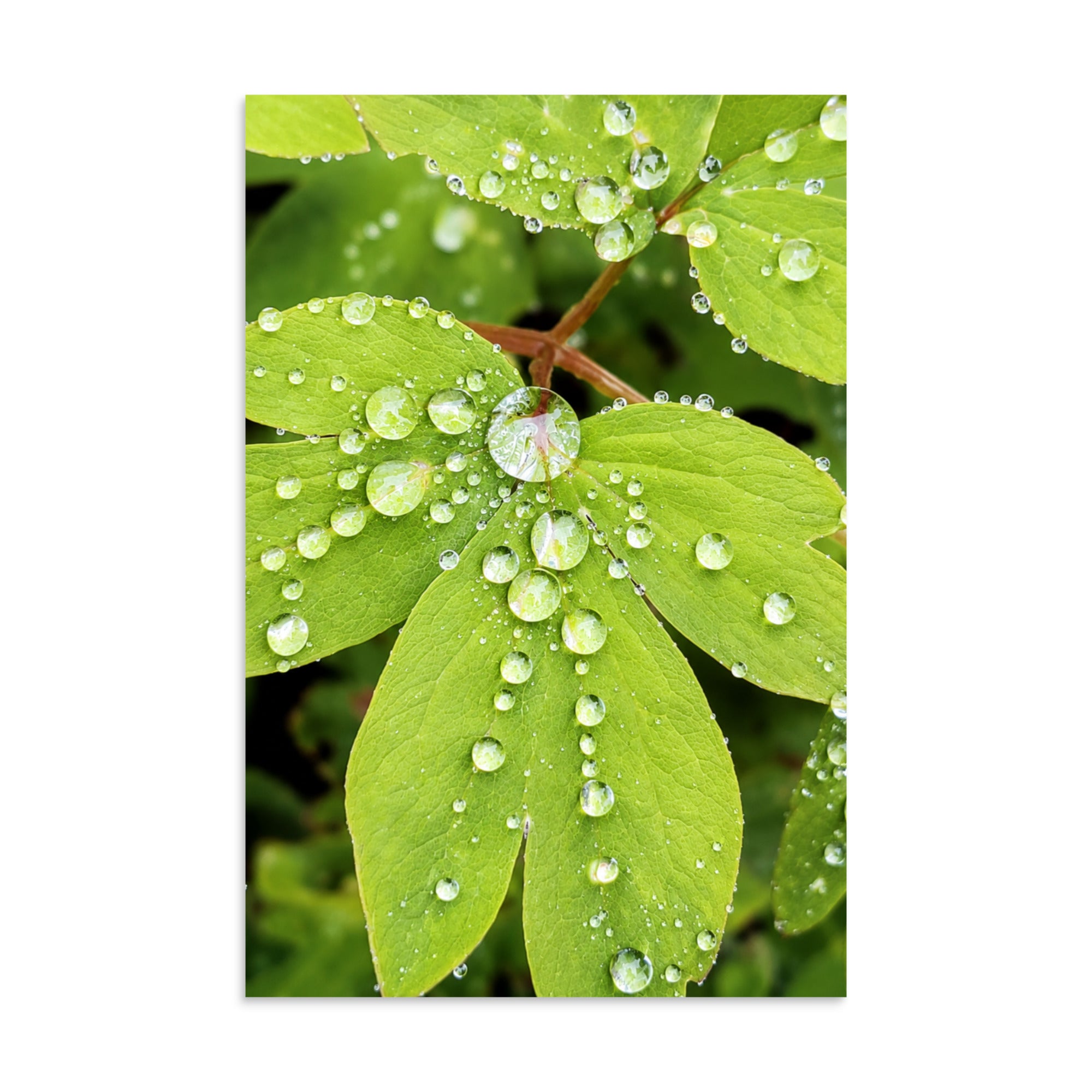 Close-up photograph of green leaves covered in raindrops.