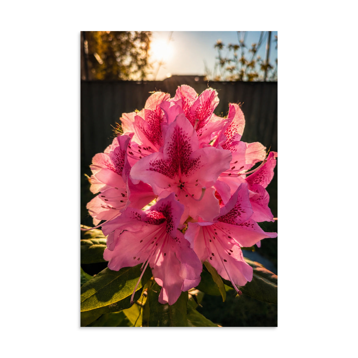 Blush in Blossom pink floral photography print shown as an unframed poster