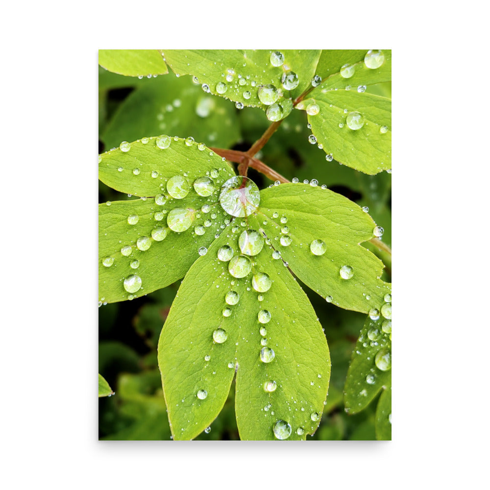 Close-up photograph of green leaves covered in raindrops.