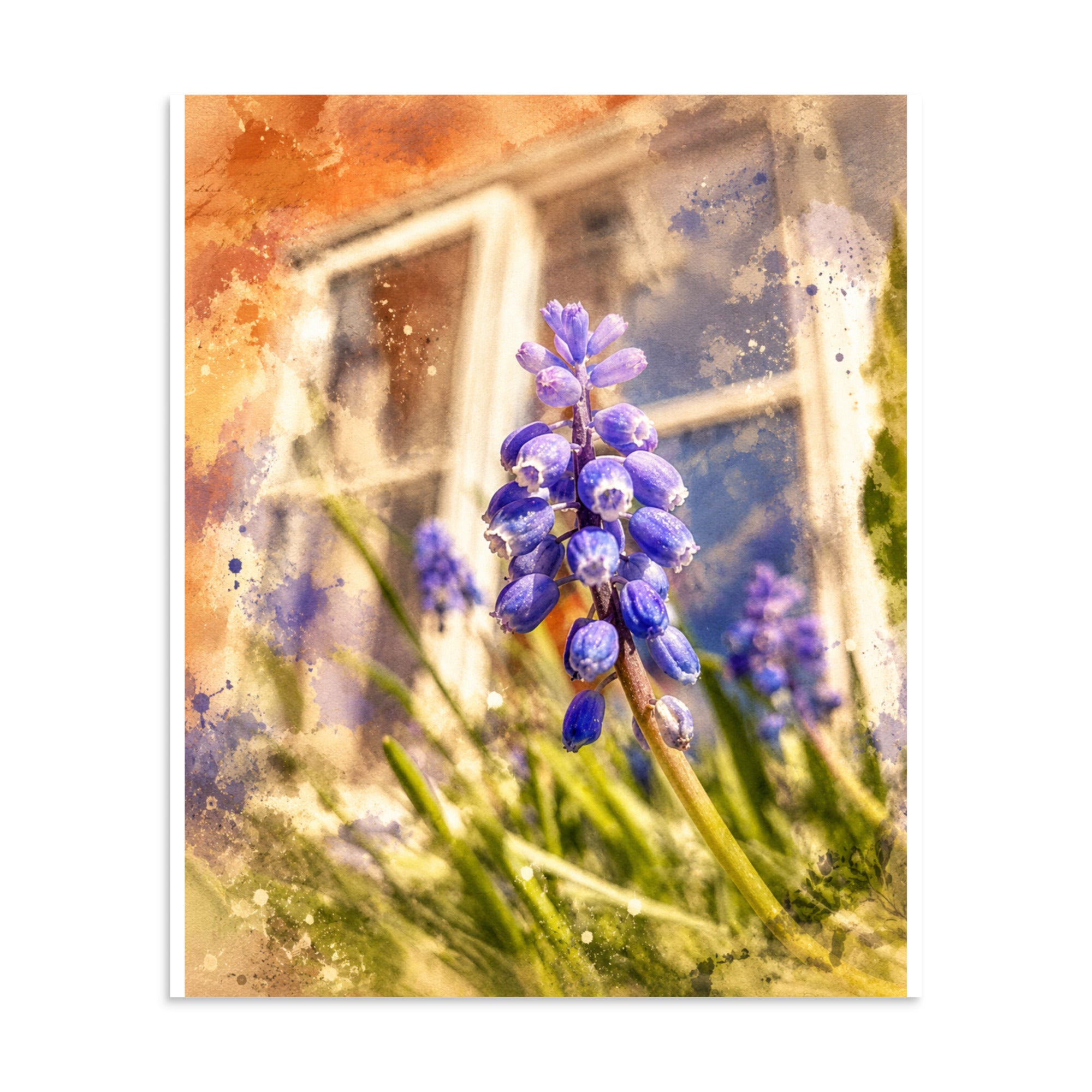 Poster - Purple Flower Window Scene featuring a close-up of vibrant purple flowers with a softly blurred window and warm sunlight in the background.