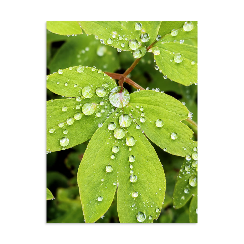 Close-up photograph of green leaves covered in raindrops.