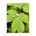 Close-up photograph of green leaves covered in raindrops.